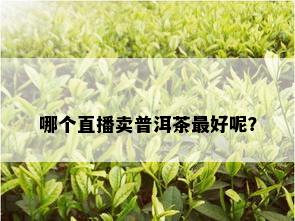 哪个直播卖普洱茶更好呢？