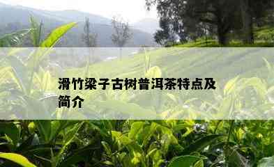 滑竹梁子古树普洱茶特点及简介