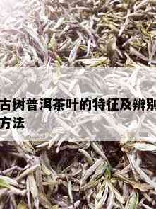 古树普洱茶叶的特征及辨别方法