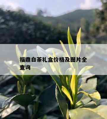 福鼎白茶礼盒价格及图片全查询