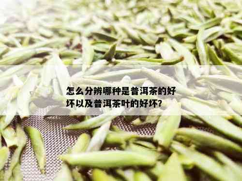 怎么分辨哪种是普洱茶的好坏以及普洱茶叶的好坏？