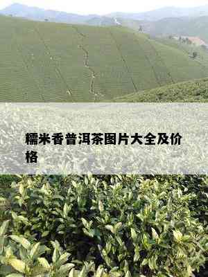 糯米香普洱茶图片大全及价格