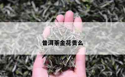 普洱茶金花贵么