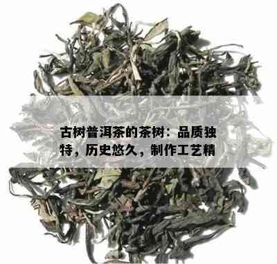 古树普洱茶的茶树：品质独特，历史悠久，制作工艺精