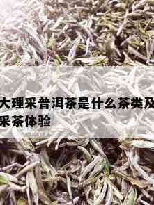 大理采普洱茶是什么茶类及采茶体验