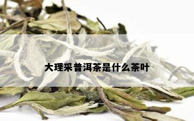 大理采普洱茶是什么茶叶