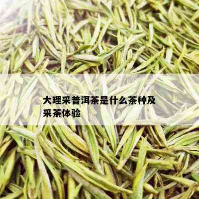 大理采普洱茶是什么茶种及采茶体验