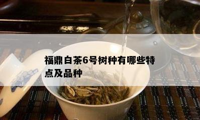 福鼎白茶6号树种有哪些特点及品种