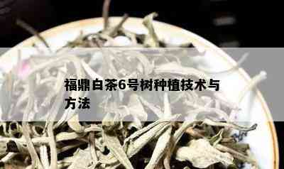 福鼎白茶6号树种植技术与方法