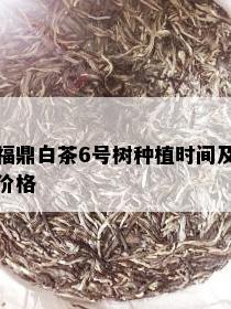 福鼎白茶6号树种植时间及价格