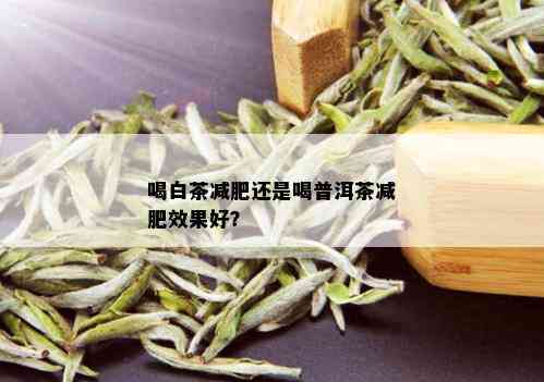 喝白茶减肥还是喝普洱茶减肥效果好？