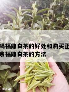 喝福鼎白茶的好处和购买正宗福鼎白茶的方法