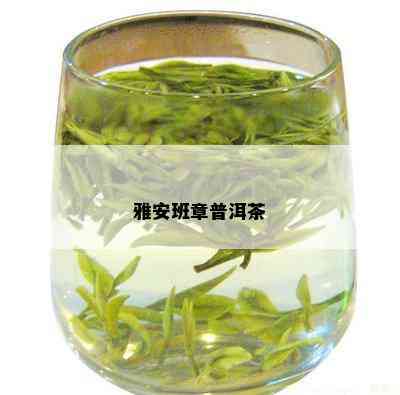 雅安班章普洱茶