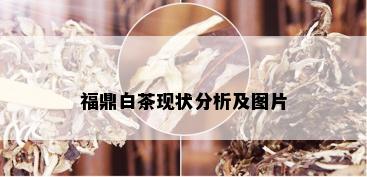 福鼎白茶现状分析及图片