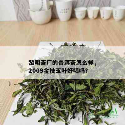 黎明茶厂的普洱茶怎么样，2009金枝玉叶好喝吗？