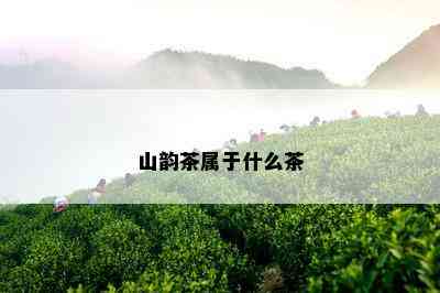 山韵茶属于什么茶