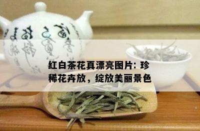 红白茶花真漂亮图片: 珍稀花卉放，绽放美丽景色