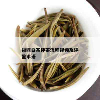 福鼎白茶评茶流程视频及评鉴术语