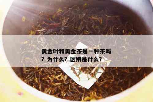 黄金叶和黄金茶是一种茶吗？为什么？区别是什么？