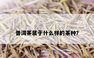 普洱茶属于什么样的茶种？