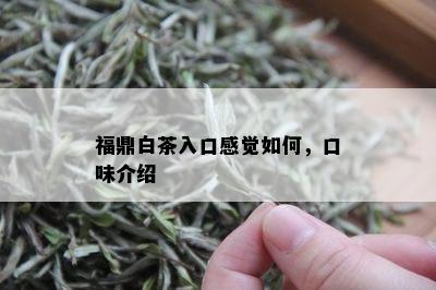 福鼎白茶入口感觉如何，口味介绍