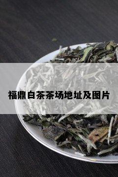 福鼎白茶茶场地址及图片