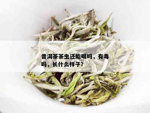 普洱茶茶虫还能喝吗，有吗，长什么样子？