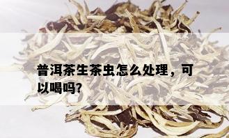 普洱茶生茶虫怎么处理，可以喝吗？