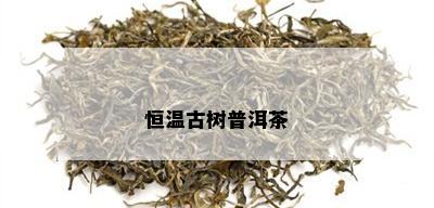 恒温古树普洱茶