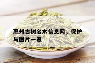 惠州古树名木信息网，保护与图片一览