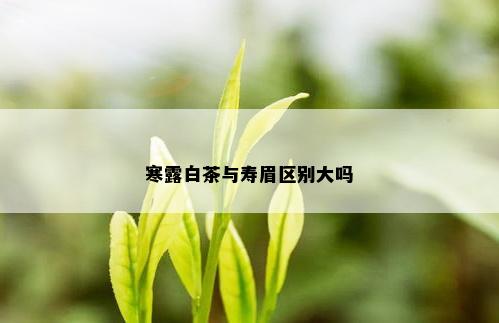 寒露白茶与寿眉区别大吗