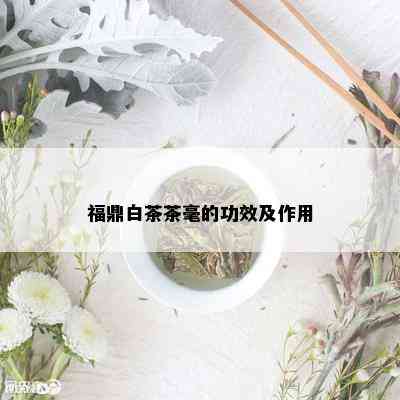 福鼎白茶茶毫的功效及作用