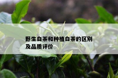 野生白茶和种植白茶的区别及品质评价