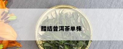 腊结普洱茶单株