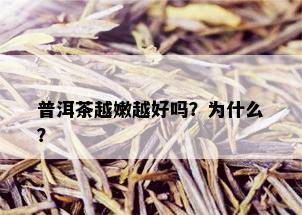 普洱茶越嫩越好吗？为什么？