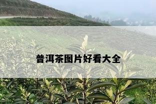 普洱茶图片好看大全