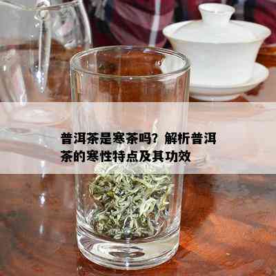 普洱茶是寒茶吗？解析普洱茶的寒性特点及其功效