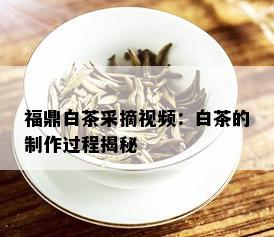 福鼎白茶采摘视频：白茶的制作过程揭秘