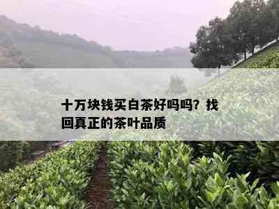 十万块钱买白茶好吗吗？找回真正的茶叶品质