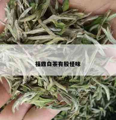 福鼎白茶有股怪味