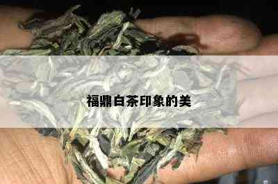 福鼎白茶印象的美