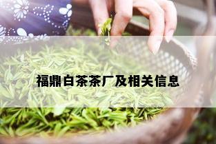 福鼎白茶茶厂及相关信息