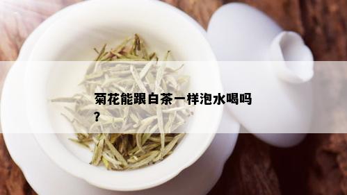 菊花能跟白茶一样泡水喝吗？