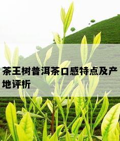 茶王树普洱茶口感特点及产地评析