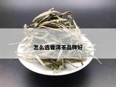 怎么选普洱茶品牌好