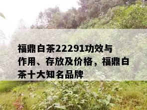 福鼎白茶22291功效与作用、存放及价格，福鼎白茶十大知名品牌