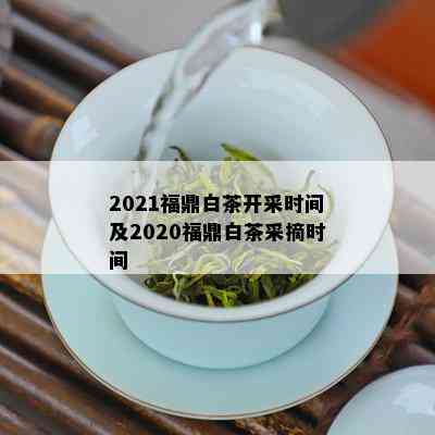 2021福鼎白茶开采时间及2020福鼎白茶采摘时间