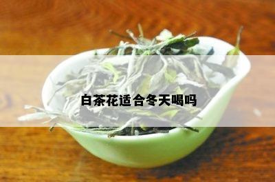 白茶花适合冬天喝吗