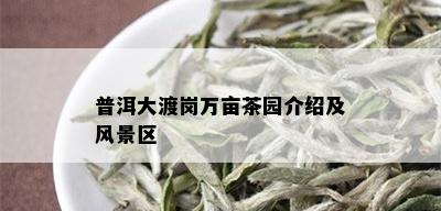 普洱大渡岗万亩茶园介绍及风景区