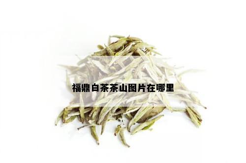 福鼎白茶茶山图片在哪里